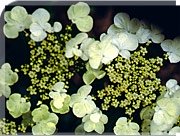 viburnum flower