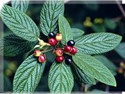 viburnum fruit