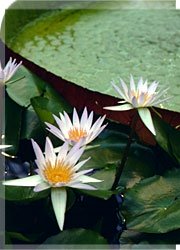 waterlily